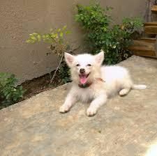 american Eskimo dog for adoption
