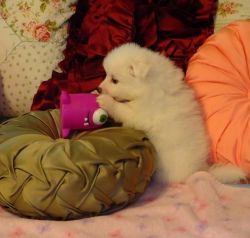 Nice And Healthy American Eskimo Puppies Available