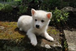 Marco White Eskimo puppies for sale