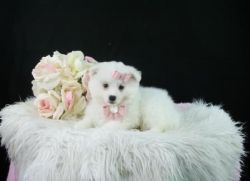 American Eskimo Puppy for Sale!