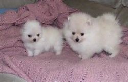sweet adorable American eskimo puppies for sale