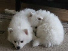Two Well Trained American Eskimo puppies for sale