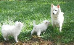 gfdfg555 American Eskimo Dog Puppies for Sale