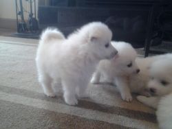 Beautiful American Eskimo pups