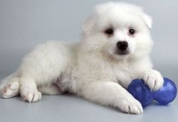 American Eskimo puppies for new homes