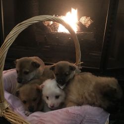 8 week old American Eskimo mix puppies
