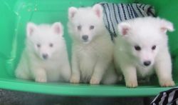 Charming puppies for sale with all shots