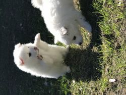 Miniature American Eskimo pups