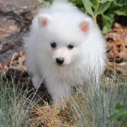 merican Eskimo male puppy
