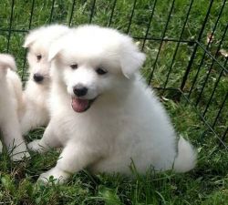 Both American Eskimo Dog Puppies for Sale
