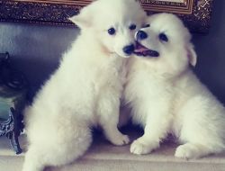 Cute American Eskimo Puppies For Lovely Homes