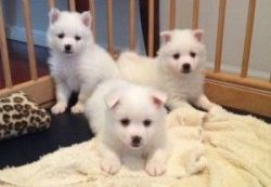 American Eskimo Puppies