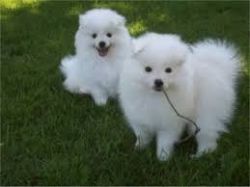 Healthy American Eskimo Dog Puppies For Great Homes.