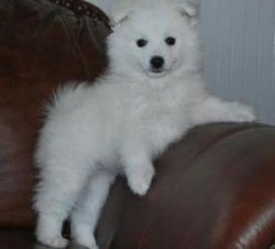 American-eskimo-dog Puppies Available