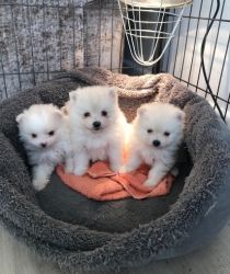 America Eskimo Puppies For Sale