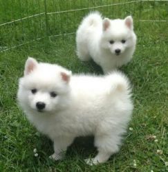 Male and female American Eskimo puppies