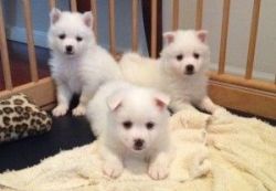 American Eskimo Puppies