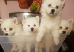 Miniature American Eskimo Puppies