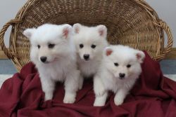 Fluffy American Eskimo puppies