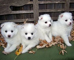 White American Eskimo puppies ready to go