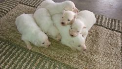 For sale 6 male eskimal spitz puppies