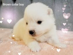 UKC mini American Eskimo puppies guarantee health and temperament
