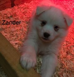 Male Eskimo spitz puppy for sale in Columbiana ohio