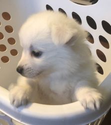 Mini Eskimo Pups for sale