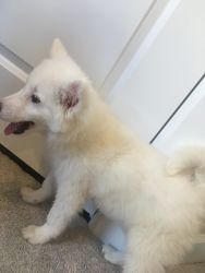 5 month old American Eskimo puppy for sale