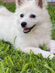 American Eskimo for sale. She has all shots to date and chip implanted