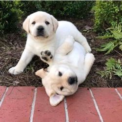Beautiful Labrador retriever puppies looking for their forever home