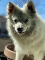 American Eskimo dog for sale