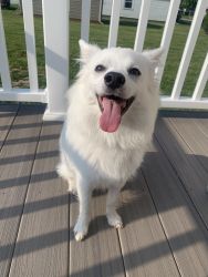 Joey - American Eskimo Puppy