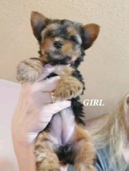 I sell cute Yorkie puppies