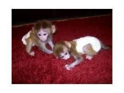 Baby 16 weeks capuchin monkeys for adoption