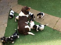 Basset Hound Puppies *stunning*