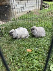 Bunnies (free to great home)