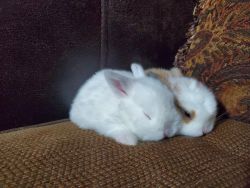 Adorable white bunnies