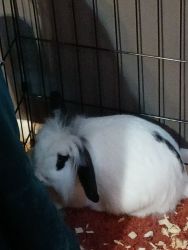 American fuzzy lop for sale! 11 months/East Texas(Gilmer)
