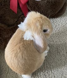Lop eared bunny，solid color，neutered
