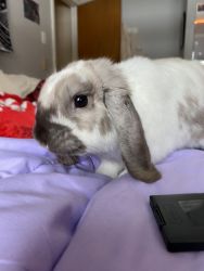 1 YEAR OLD MALE LOP BUNNY FOR SALE