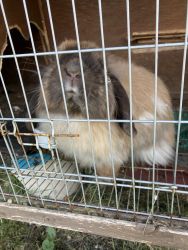rabbit to rehome
