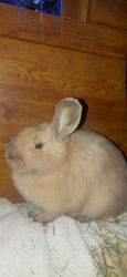 Young rabbit around 5mo very good temperament would be great for kids