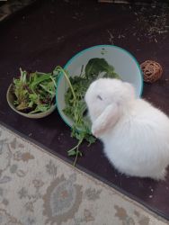 FREE 3 Month LOP Earred ANGORA BUNNY