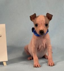 Lovely American Hairless Terrier girls and Boys looking for a new home