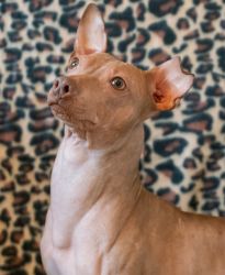 American Hairless Terrier puppies