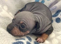 American Hairless Terrier Puppy