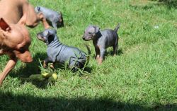 PURE BREED AMERICAN HAIRLESS TERRIER PUPPIES