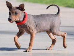 American Hairless Terrier s puppies ready to go.