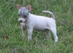 American Hairless Terrier Puppies for Sale